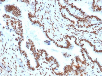 TLE1 Antibody / Transducin-like enhancer protein 1