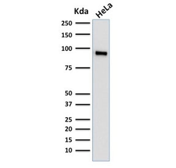 TLE1 Antibody / Transducin-like enhancer protein 1