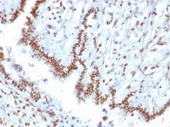 TLE1 Antibody / Transducin-like enhancer protein 1