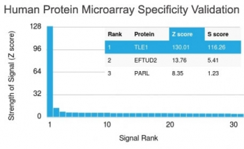 TLE1 Antibody / Transducin-like enhancer protein 1