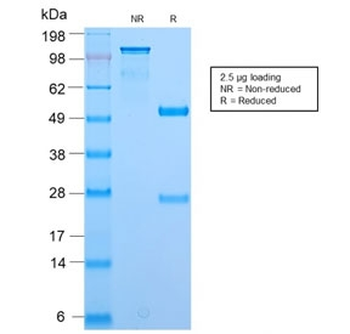 BrdU Antibody / Bromodeoxyuridine