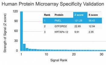 Melanoma gp100 Antibody / PMEL17