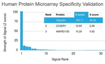 Ubiquitin Antibody