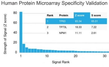 p63 Antibody / Tumor protein 63