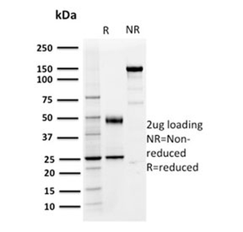 PD-L1 Antibody / B7-H1 / CD274