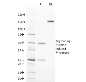 TCL1 Antibody