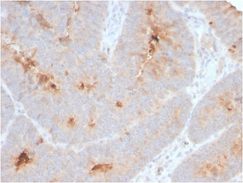 Recombinant ECM1 Antibody / Secretory Component Glycoprotein