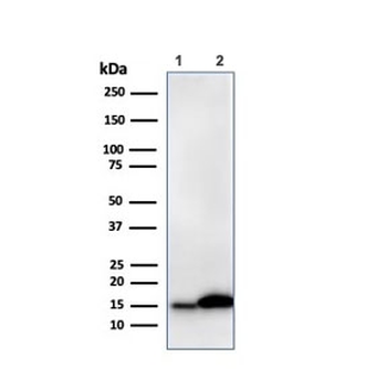 Galectin 1 Antibody / LGALS1