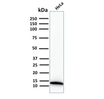 S100A4 Antibody / FSP1