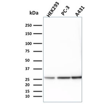 14-3-3 epsilon Antibody / YWHAE