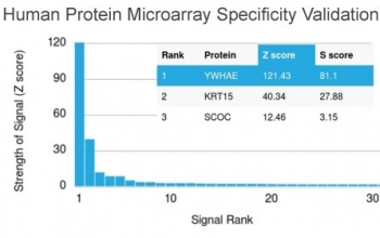 14-3-3 epsilon Antibody / YWHAE