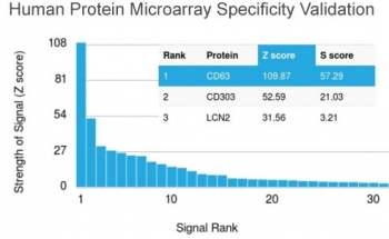 Recombinant CD63 Antibody / LAMP-3