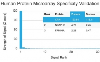 Carboxypeptidase A1 Antibody / CPA1