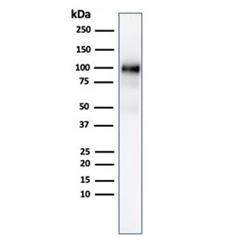 Recombinant GP2 Antibody / Glycoprotein 2 / ZAP75