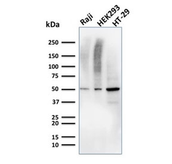 MMP3 Antibody