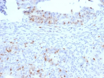RAD51 Antibody
