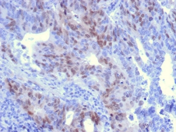 RAD51 Antibody