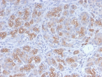 Recombinant Golgi Antibody