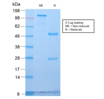 Recombinant Golgi Antibody