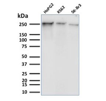 Phospho-RNA polymerase II Antibody (pS5) / POLR2A