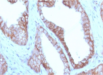 CD47 Antibody / IAP / Integrin Associated Protein