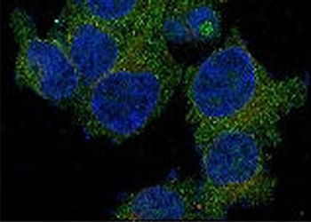 CD47 Antibody / IAP / Integrin Associated Protein