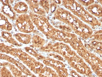 OX40 Antibody / CD134 / TNFRSF4