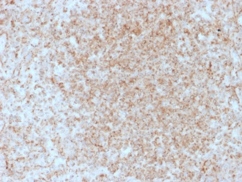 CD137 Antibody / 4-1BB / TNFRSF9