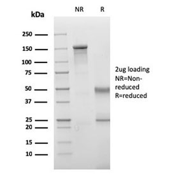 VISTA Antibody / GI24