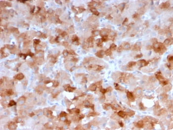 VISTA Antibody / GI24