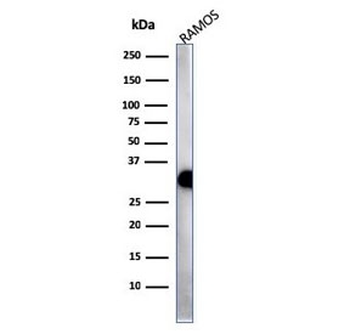 Pan-HLA Antibody (DP/DQ/DR)