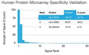 Pan-HLA Antibody (DP/DQ/DR)