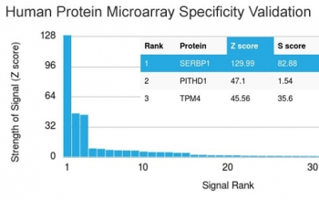 SERBP1 Antibody / PAI-RBP1
