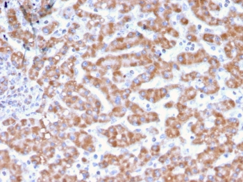 Prohibitin Antibody / PHB