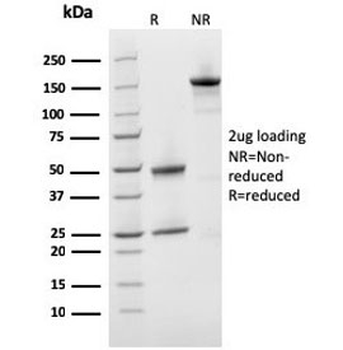 Prohibitin Antibody / PHB