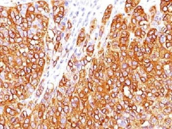 MART-1 Antibody