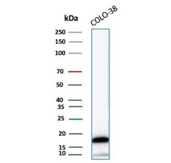 MART-1 Antibody