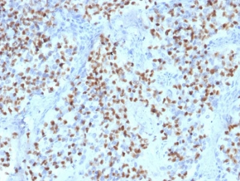 OCT-2 Antibody / POU2F2