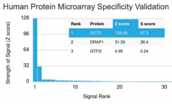 OCT-2 Antibody / POU2F2