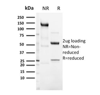 Recombinant CD3e Antibody
