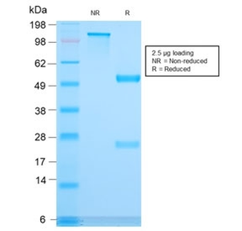 Recombinant CD3e Antibody