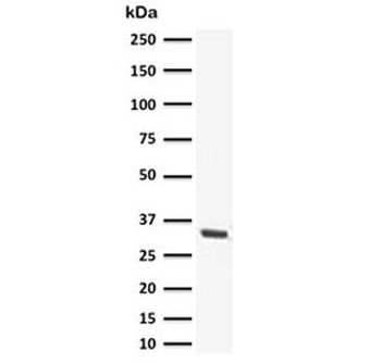 Recombinant SOX2 Antibody