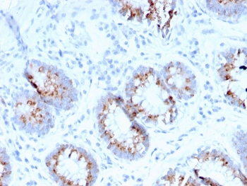 MerTK Antibody