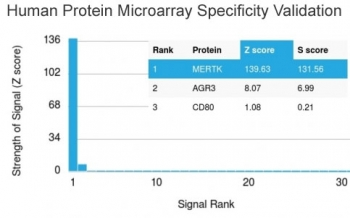 MerTK Antibody