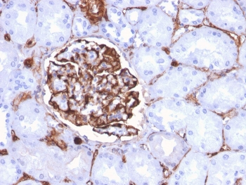 Nestin Antibody