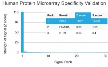 Carboxypeptidase A1 Antibody / CPA1