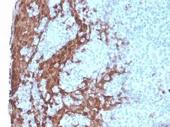 Recombinant Granulocyte-Colony Stimulating Factor Antibody / CSF3