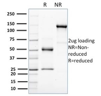 HER-4 Antibody / ERBB4