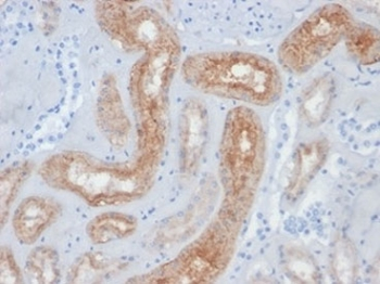 FOLH1 Antibody / Folate Hydrolase 1