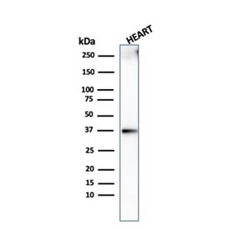 Histone H1 Antibody